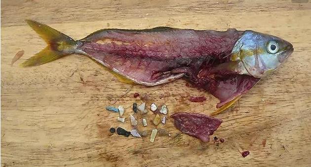 震驚！首次確認：人體已被微塑料污染！